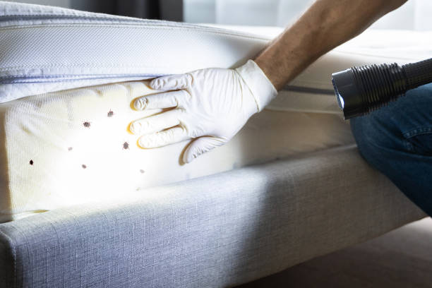 Best Ant Control Services  in Fulton, TX